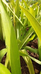 Obraz premium Very beautiful flowers in the garden