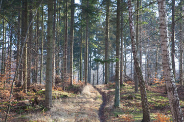 Folehaven forest in Hørsholm. 2008