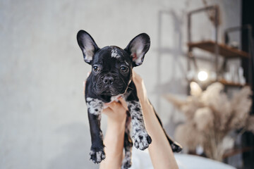 women's hands gently hold a black and white French Bulldog puppy. 