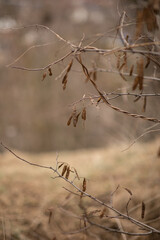 dry brown branch without leaves in nature