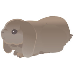 ミニロップ かわいいうさぎ  ベクターイラスト