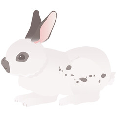 イングリッシュスポット マダラ模様がかわいいうさぎ  ベクターイラスト