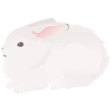 横向きのうさぎ の画像 349 件の Stock 写真 ベクターおよびビデオ Adobe Stock