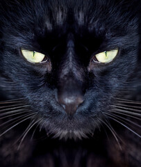 Giving you an intense stare. Cropped view of a black cat looking at you.