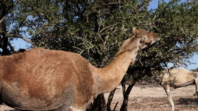 Camel (dromedary) eats leaves from the Argan tree in an Argan forest. The Argan trees are cultivated for the famous Argan oil that is produced from the kernel of its nuts. 4k footage.