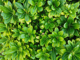 Floral background. Shrub with beautiful bright green small leaves. View from above.