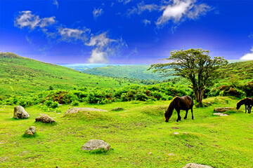 A scenic landscape with Ponies grazing on Dartmoor