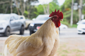 close-up photo of chickens on the farm