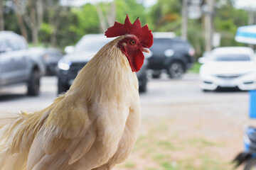 close-up photo of chickens on the farm