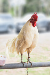 White chickens in the farm stand on iron railings.