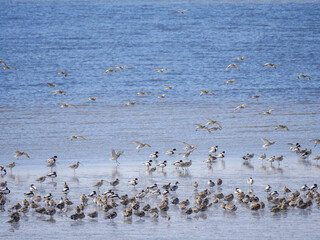 有明海4　カモとシギ
