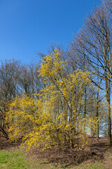 Yellow flowering tree spring park sunny day