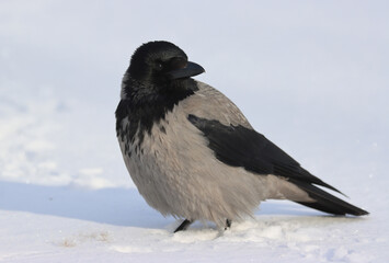 Crow