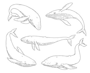 Fototapeta premium Whale black white set. Jumping playful aquatic animal sketch line doodle vector Illustration.