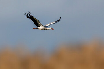 Stork flying over a meadow in Büttelbron in Hesse, Germany at a cold day in winter.