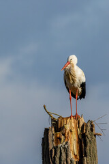 A stork standing on a tree at a cold day in winter next to Büttelborn in Hesse, Germany.