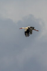 Stork flying over a meadow in Büttelbron in Hesse, Germany at a cold day in winter.