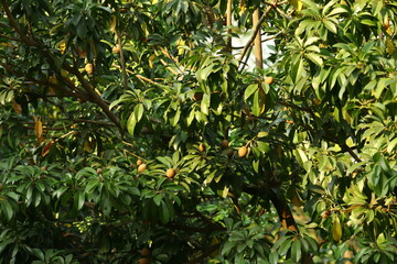 Chiku Tree In Garden Photography