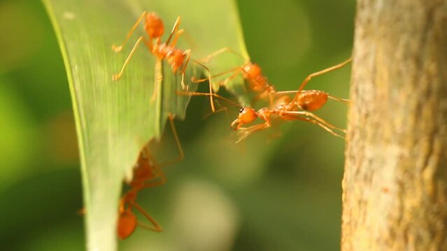 Ants are climbing on tree, out door Chiangmai Thailand