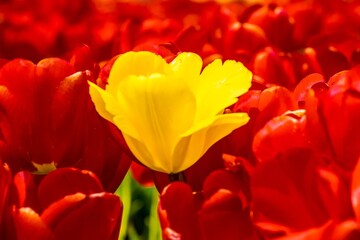 red and yellow tulips