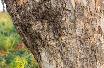 Aged big tree stump with rugged bark close up shot in the forest