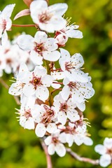 tree blossom
