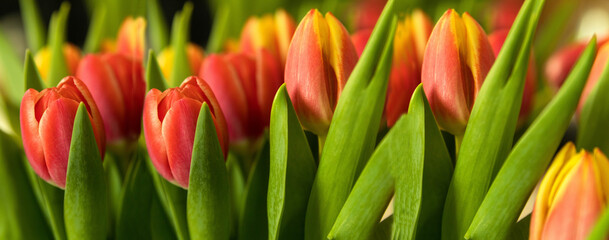 Spring flowers. The background of tulips pink and yellow. Close-up. Congratulations on international women's day, March 8, birthday, Mother's Day, postcard