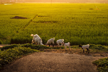 Fototapeta premium sheep in the field