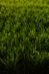 green grass background