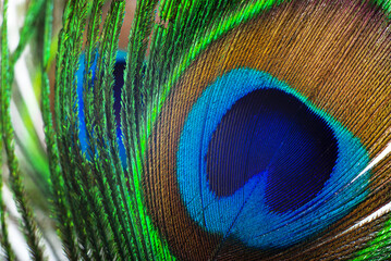 background created from peacock feather