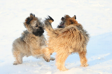Pyrenean Shepherd puppies playing in snow