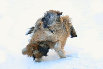 Puppies playing in snow