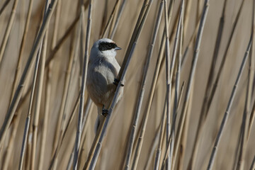 Male Eurasian Penduline Tit (Remiz pendulinus) perched on a reed