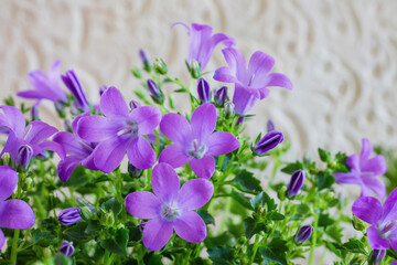 プランターで育てたベルフラワーの花