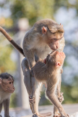 Adult content 
Bonnet macaque
Macaca radiata