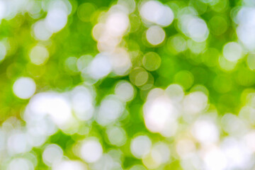 Obraz premium Natural green bokeh abstract background