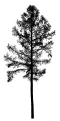 Silhouette of a tree on a white background. Realistic black and white illustration of a larch tree.