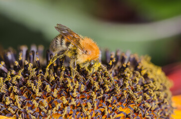 Bumblebee crawls on a large red flower.