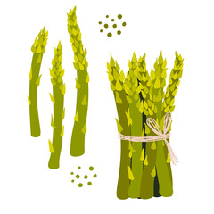 Asparagus. Healthy vegetable. Vector illustration