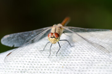 Dragonfly sits on a white background.