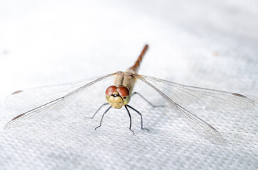 Dragonfly sits on a white surface.