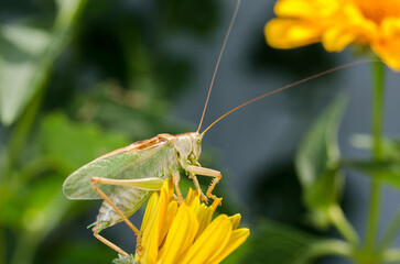 Green locust sitting on a yellow flower.