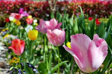 Fototapeta premium 赤やピンクのカラフルなチューリップ 