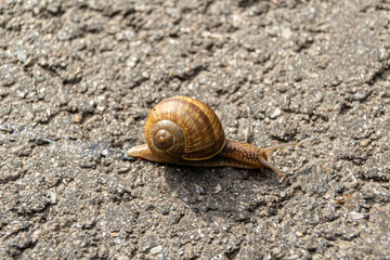 Big garden snail in shell crawling on wet road