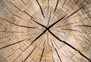 Beautiful wooden fracture old oak, natural texture close up