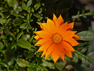 Pot marigold flower, close-up, overhead view - Calendula officinalis