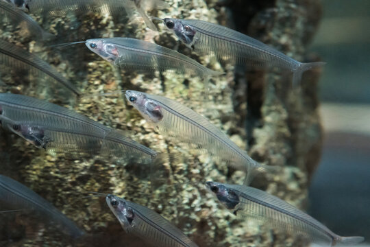 Dwarf snakehead