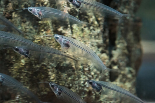 Dwarf snakehead