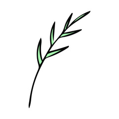 Hand drawn tree leaf. Plant sketch icon decor element. Botanical line art vector illustration