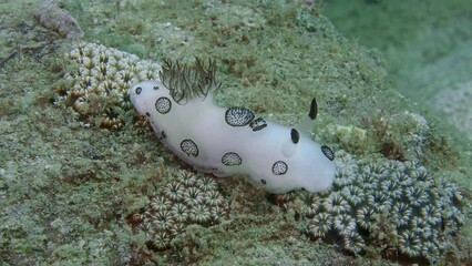 Mourning Jorunna Jorunna funebris IP, 150 mm.
ID: white with large grey spots, dark rhinophores.
